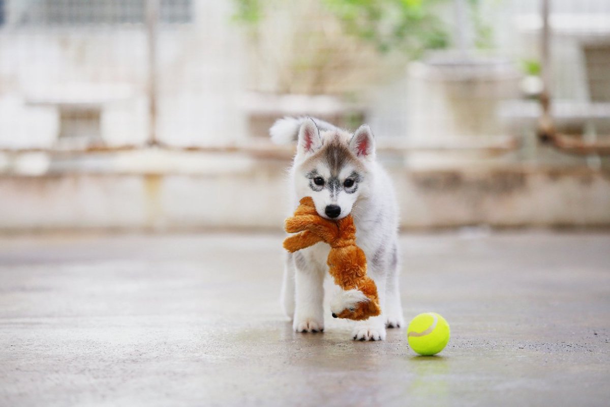 犬に『危険なおもちゃ』の特徴4選　絶対に与えてはいけない玩具や選ぶときのポイントまで