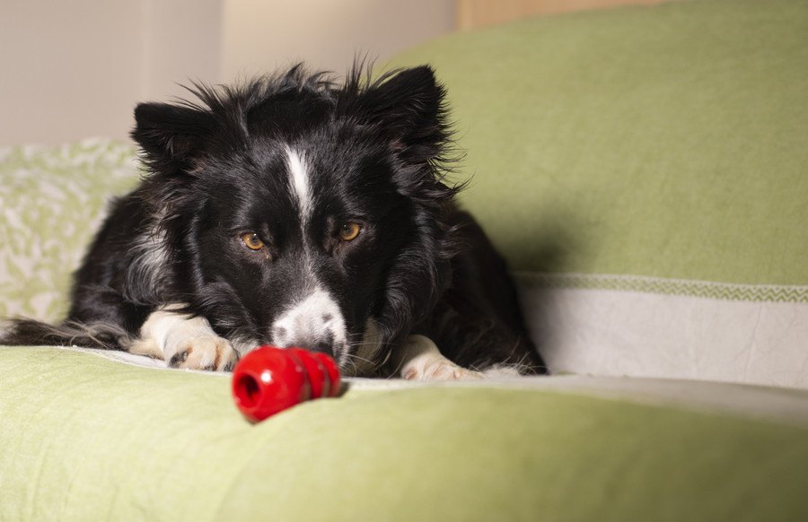 犬のおやつの量はどの位が適切？与え過ぎるリスクや正しい活用法について解説