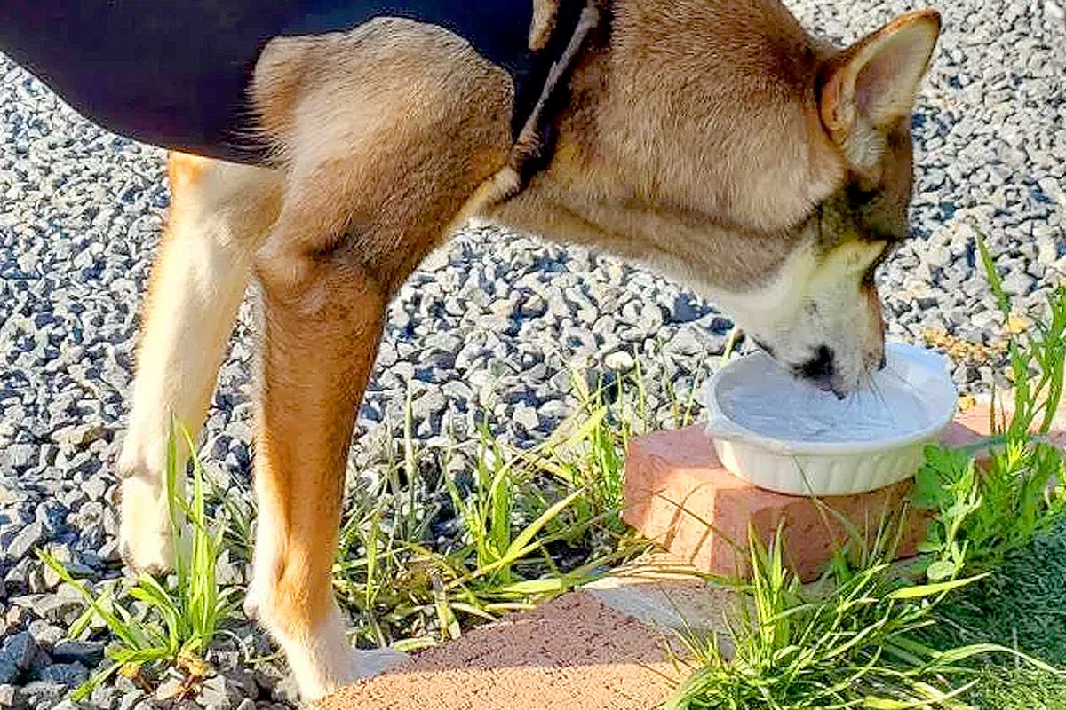 『術後服』を着ようとしない犬→なんとか対策を考え、着せた結果…あまりにも『TMレボリューションすぎる光景』に2万いいね「魅惑すぎて草」