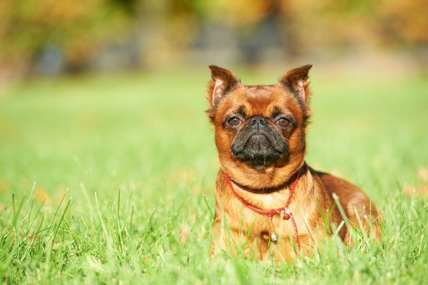 プチブラバンソンってどんな犬？特徴と性格、寿命や価格から歴史について