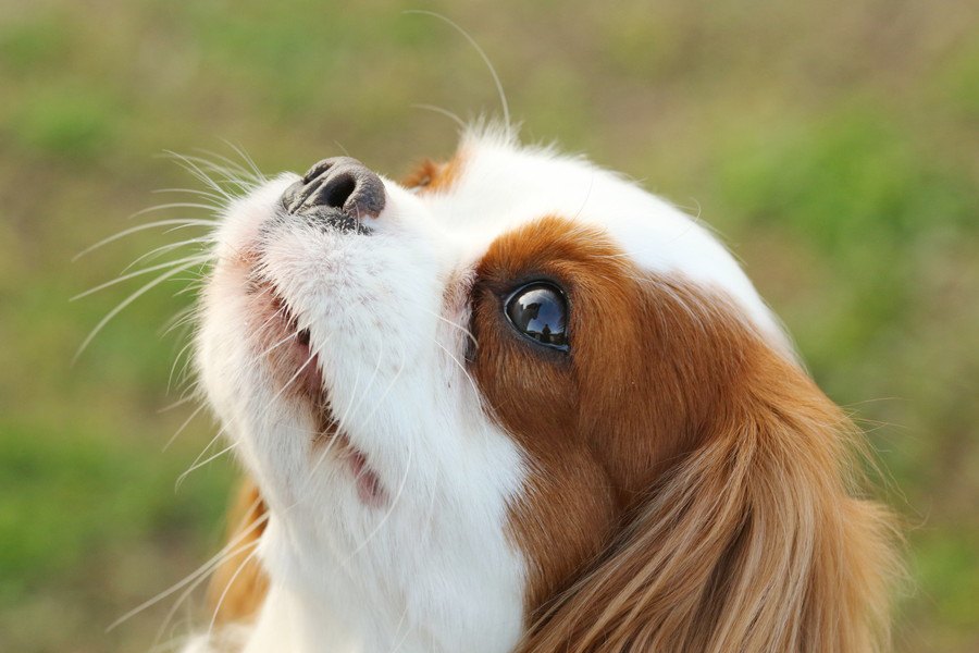 夏は要注意！草むらに潜む犬の敵「ノギ」に気をつけよう