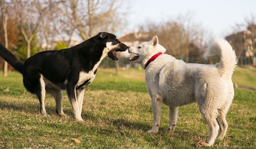 初対面の犬にやってはいけないNG行為5選