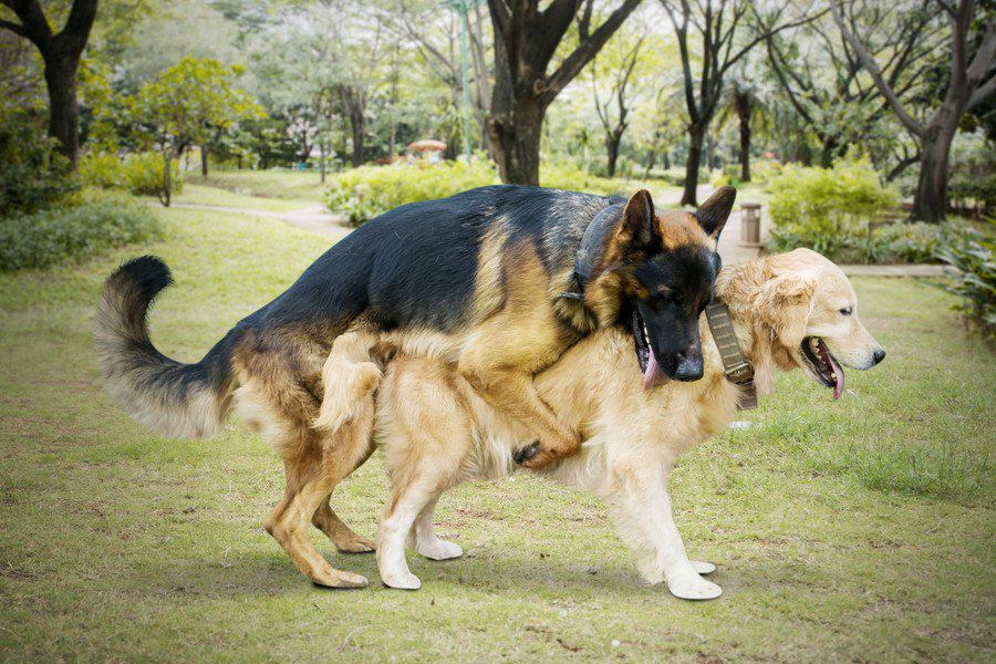 犬がマウンティングするのは放っておくべき？やるべき対処法とやめさせる方法を解説！