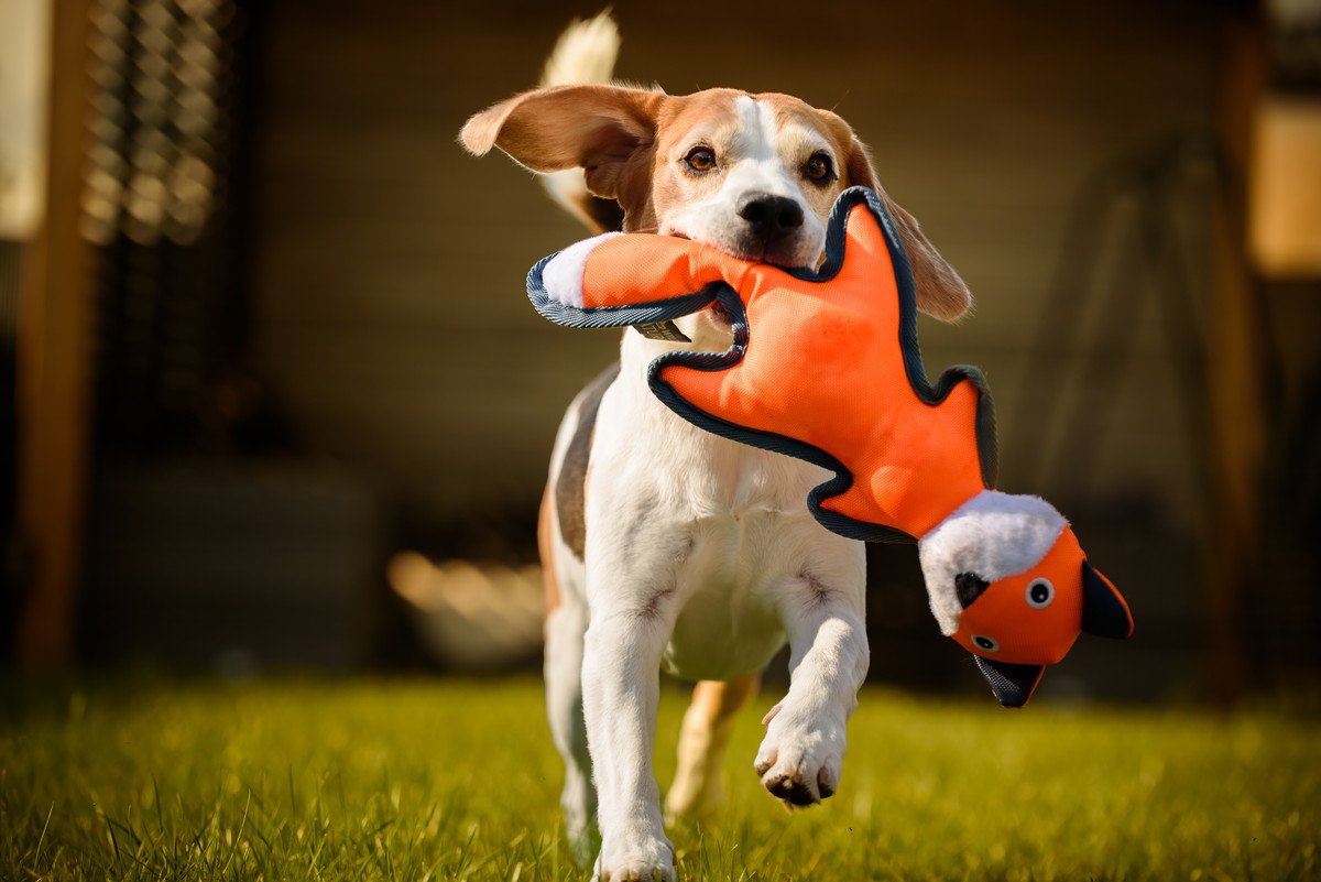 犬がよく遊ぶ『おもちゃの特徴』5つ　主な共通点や興味を持たせる秘訣とは？