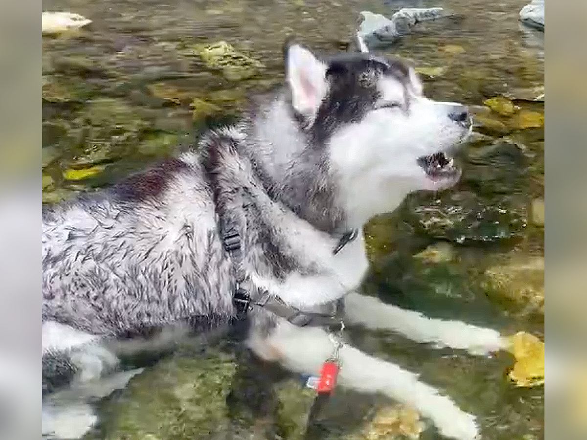 ハスキー犬が『文句たらたら』になった理由…可愛すぎる『言い分』が2万7000いいね「すごい鳴いてるｗ」「世界一かわいい生き物」と絶賛