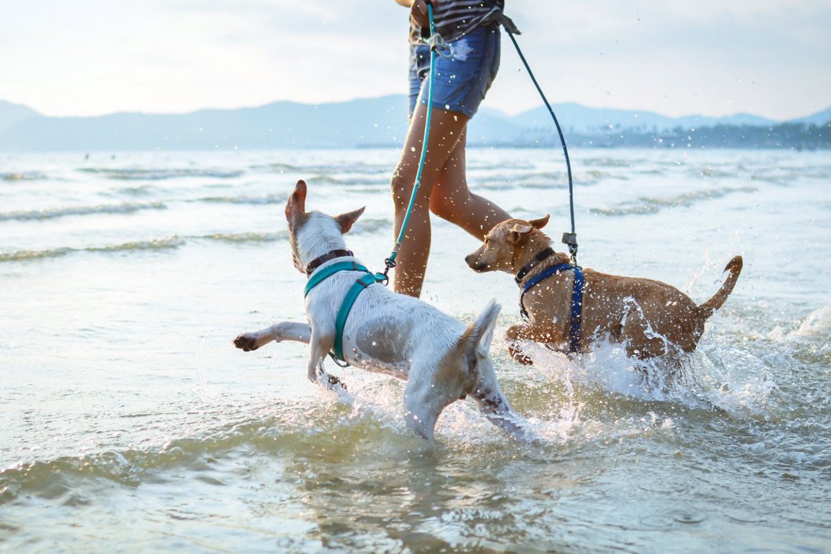 愛犬はどうだった？♡犬が海を初めて見た時によく見せる反応3選