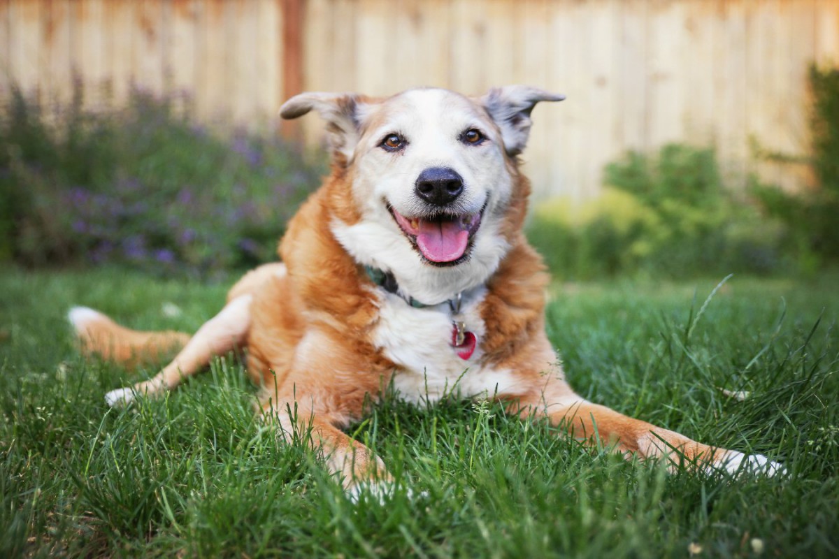 高齢犬の飼い主と獣医師のギャップを解決するための英国での調査結果