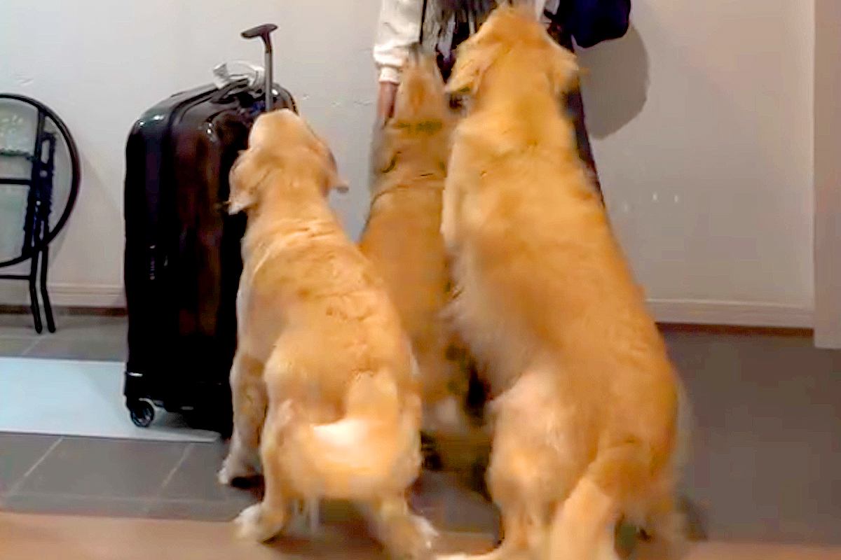 2週間海外に行っていた娘が帰宅→ドアを開けた瞬間『大型犬3匹』が…熱烈すぎる『おかえりのご挨拶』が331万再生「凄まじい」「幸せしかない」