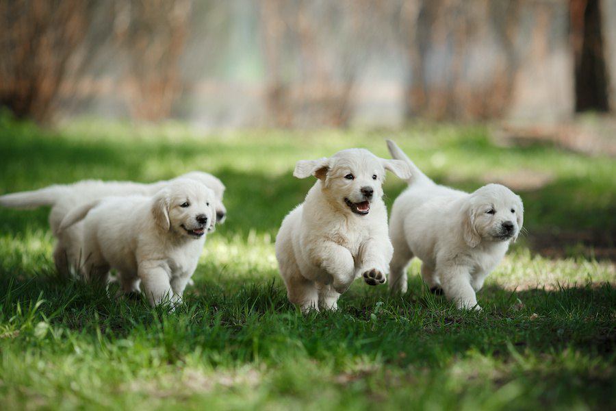 まだ社会性が身に付いていない子犬がしてしまう迷惑行動５つ