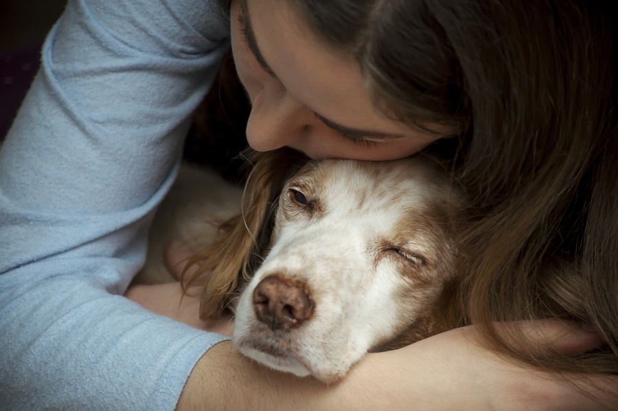 犬の老衰死の兆候 （末期症状）を感じたときに飼い主に出来ること