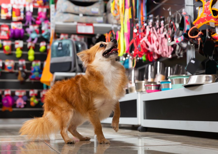 犬の身の回りのグッズ、安全と健康のために新調したいものリスト