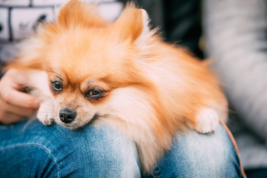 犬が飼い主に甘える4つの理由