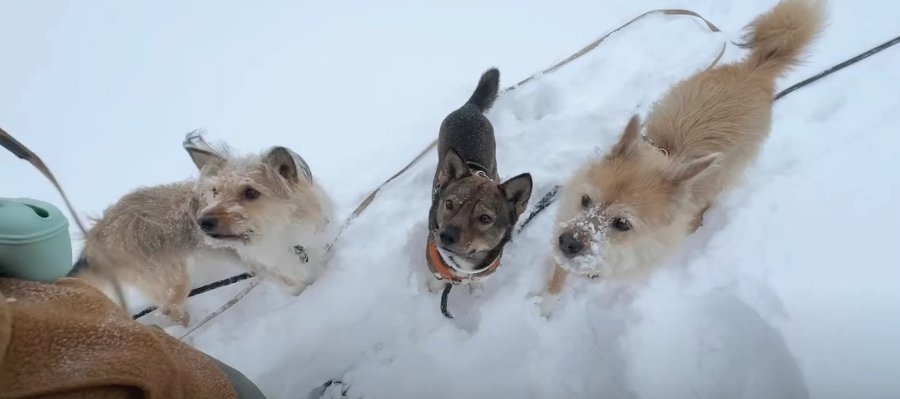 真っ白な世界を満喫するわんこたちの雪山散歩が可愛い「雪の中を潜って走る姿www」「嬉しいが大爆発」