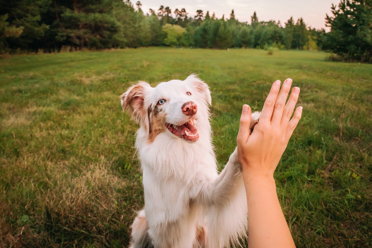 愛犬は『飼い主』をどう思ってる?どんな存在だと認識しているの?強い信頼関係を構築する秘訣まで
