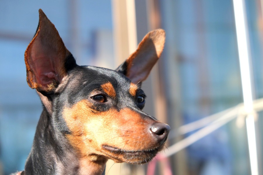 マズルが長い犬種４選