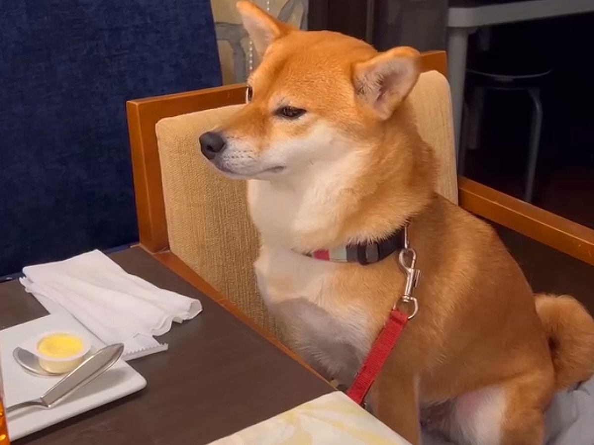 外食中におとなしく座っている犬→どうしてもママの隣に行きたくて…とんでもなく可愛い『要求の仕方』が92万再生「我慢してて偉い」の声