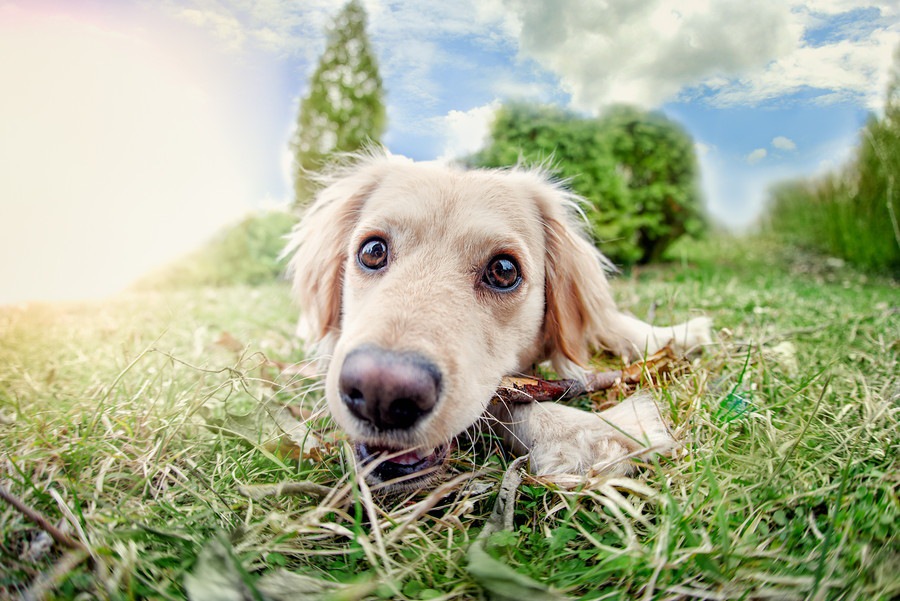 犬の平均寿命ってどのくらい？犬種別にみる年齢