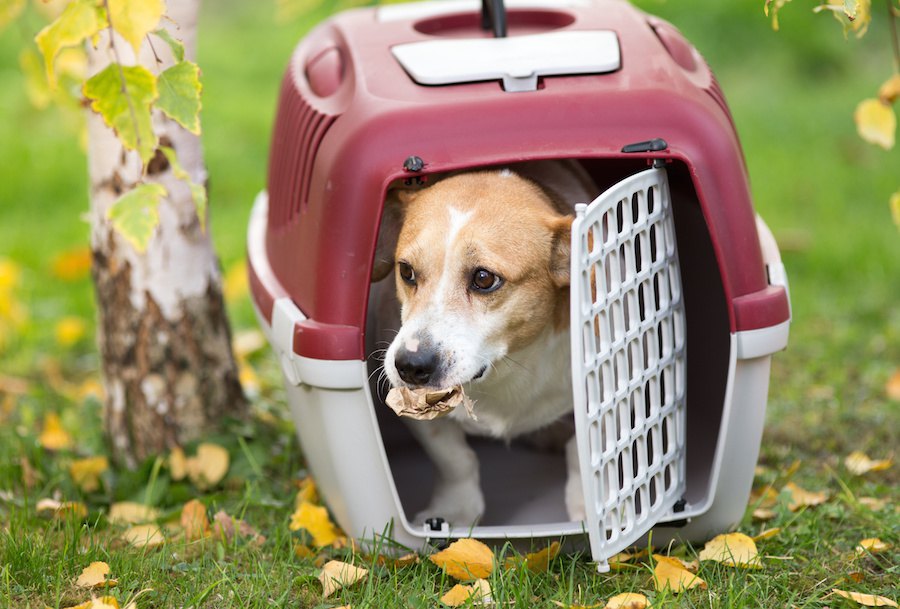 犬にクレートトレーニングをするメリットとやり方