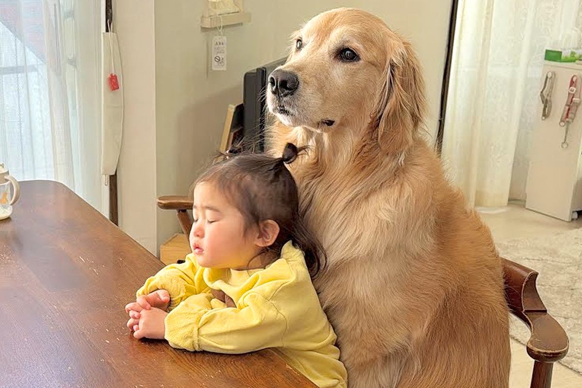 ご飯の準備をしていたら、1歳の女の子と大型犬が…『待ち続けていればご馳走が貰える』と勘違いする光景が47万再生「可愛すぎる」「癒された」