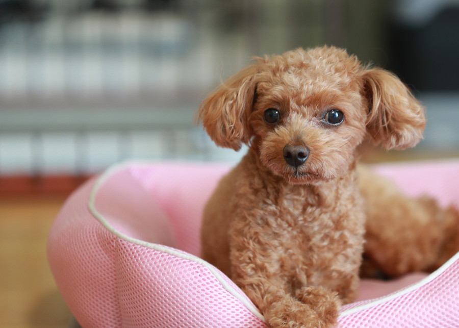 犬が『人を信用していない』ときにみせるサイン5選　愛犬に認めてもらうための適切な対応まで