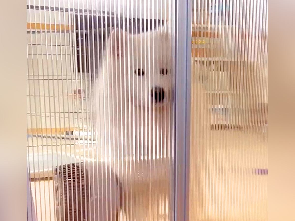 ドア越しに大型犬を撮影していたら…あまりにも可愛い『部屋への入り方』が85万表示「ドヤ顔で草」「失礼します！って感じなの最高ｗ」と絶賛