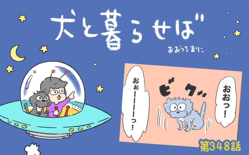 犬と暮らせば【第348話】「飼い主が叫ぶとき」