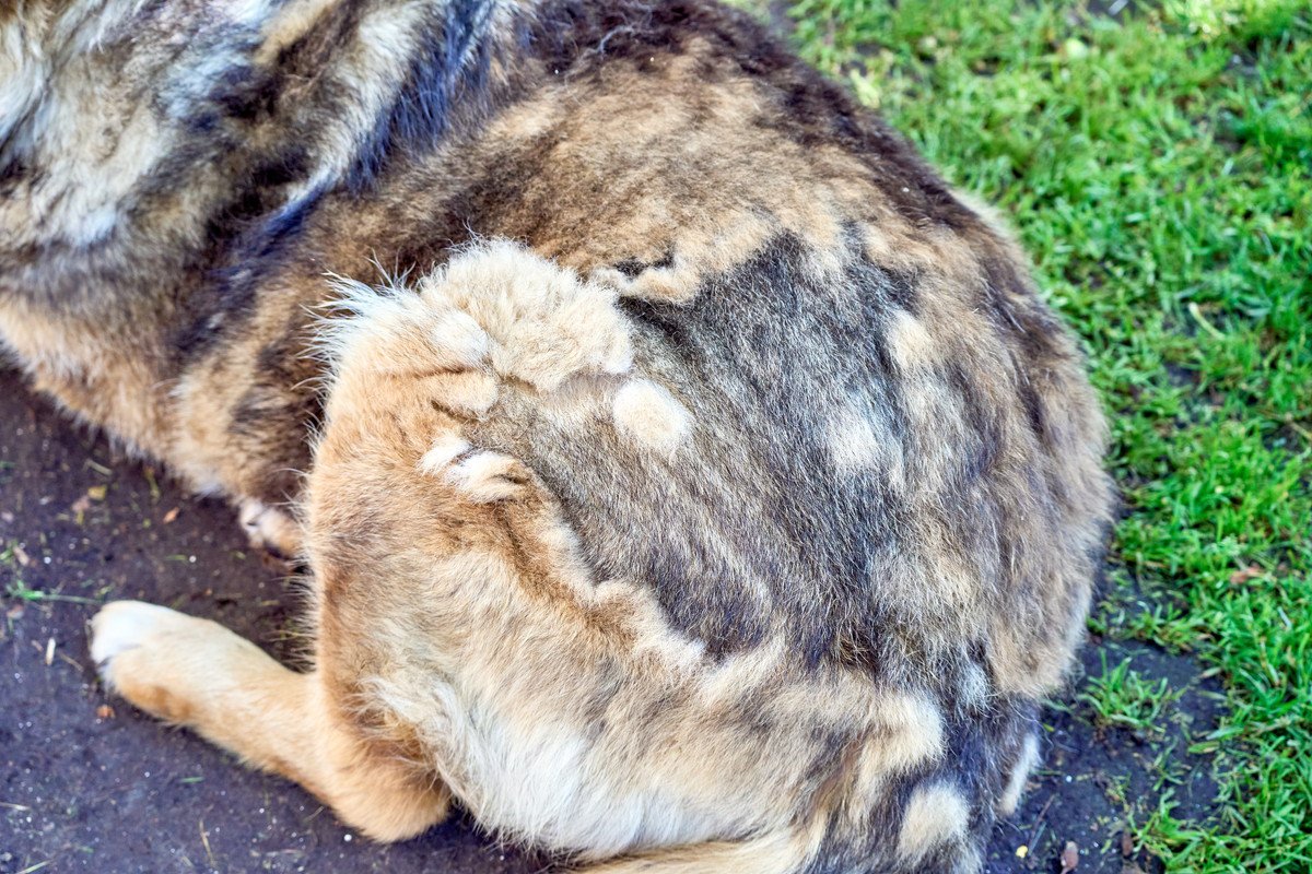 犬の『換毛期』に必須のケア3選　お手入れのコツから毛玉や皮膚トラブルの予防法まで