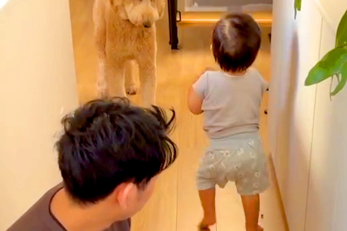 『大型犬に朝ごはんをあげたい』という1歳の男の子→そーっと運んでいたら…思わず笑う『悲劇』が229万再生「立ち尽くすの草」「全員かわいい」