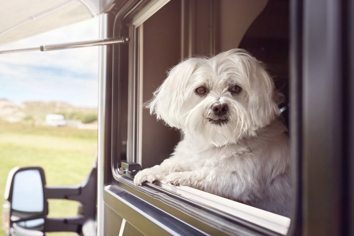 犬と一緒に帰省するときの注意点3つ！準備すべきものから移動手段まで解説