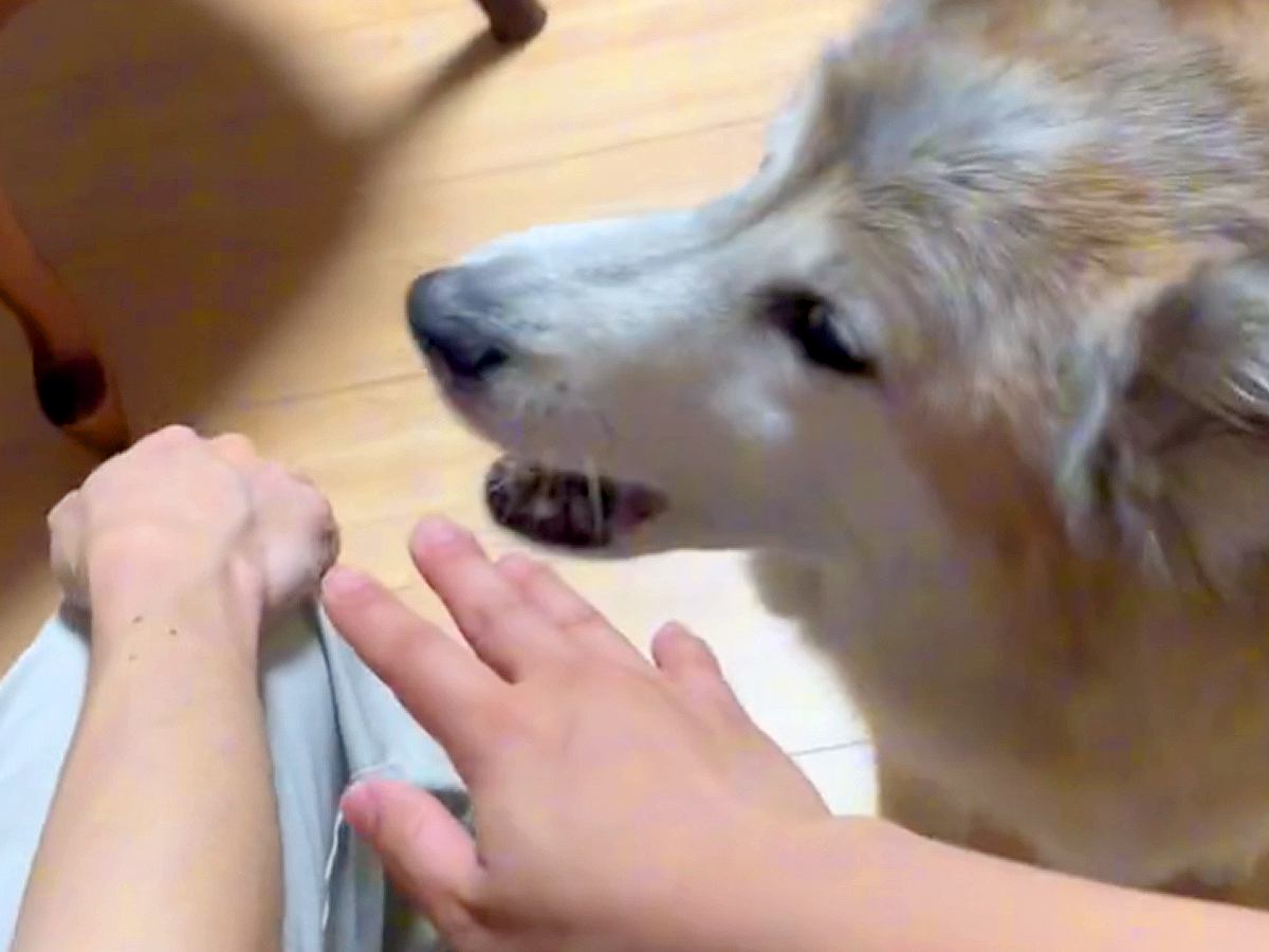 犬の前で『喧嘩するフリ』をした結果→慌てて止めにきたと思ったら…目頭が熱くなる『尊すぎる反応』が24万再生「優しくて泣ける」「平和の使者」