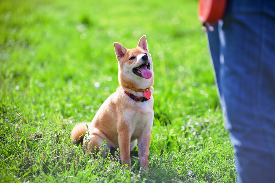 日常生活にも役立つ！警察犬式犬のトレーニング６選