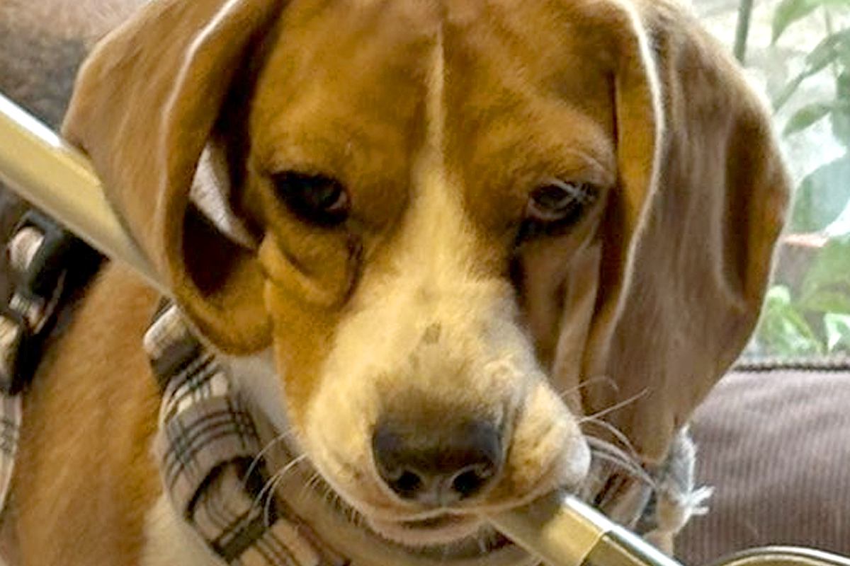 飼い主の気を引こうと『なにかしらを咥えてくる犬』→まさかの『徐々にデカくなる光景』に3万いいね「どこまで大きくなるのｗ」「考えて可愛い」