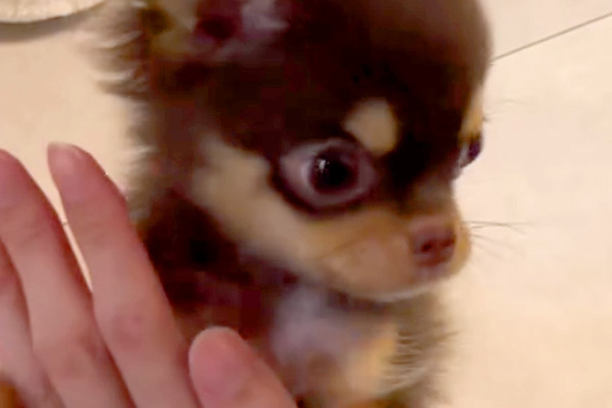 極小子犬に『タッチ』をしてもらった結果→想像以上にクセが強くて…思っていたのと違う光景に絶賛「もうすべてが可愛い」「溺愛するのがわかる」