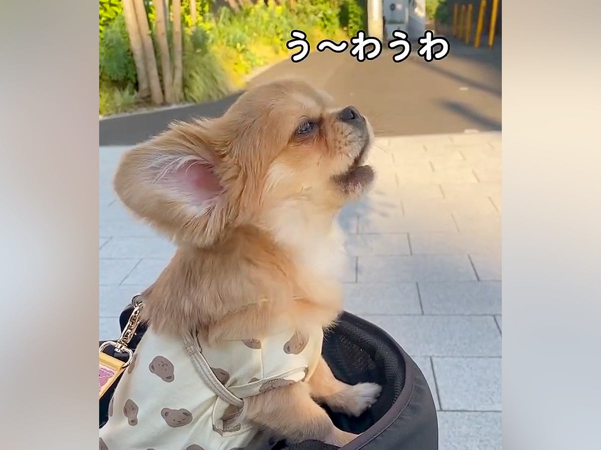 『うわうわ』と鳴く犬→いつも鳴き声を聞いていた赤ちゃんが…見習って見せた『まさかのお喋り』が168万再生「思わず吹いたｗ」「可愛い」