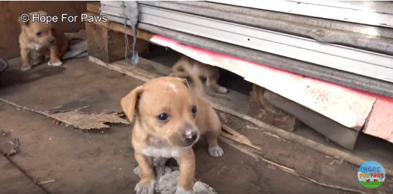 倉庫に住み着いた母子犬の保護に警備員が「NO」。離れ難かったせい？