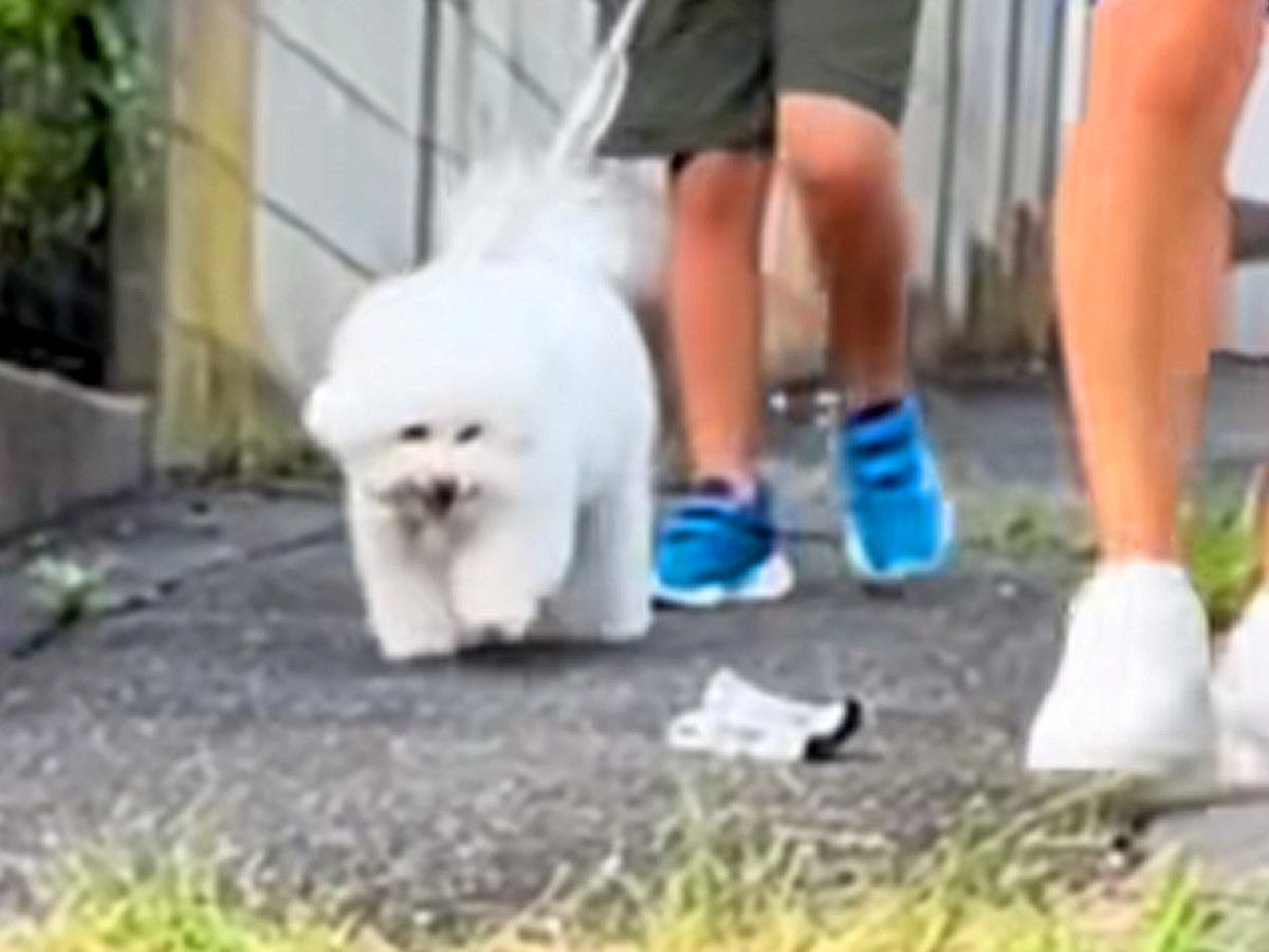 お兄ちゃんが落としたハンカチを積極的に拾う犬→試しにパパも落としてみたら…辛辣すぎる『対応の差』に爆笑「確信犯で草」「まさかのｗｗ」