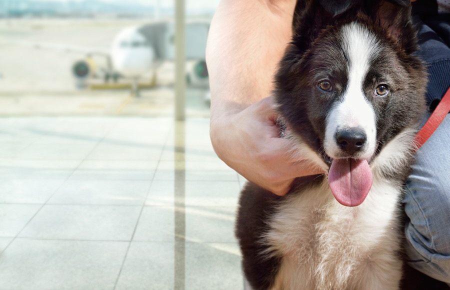 犬を海外から日本に連れてくるにはどうすればいいの？