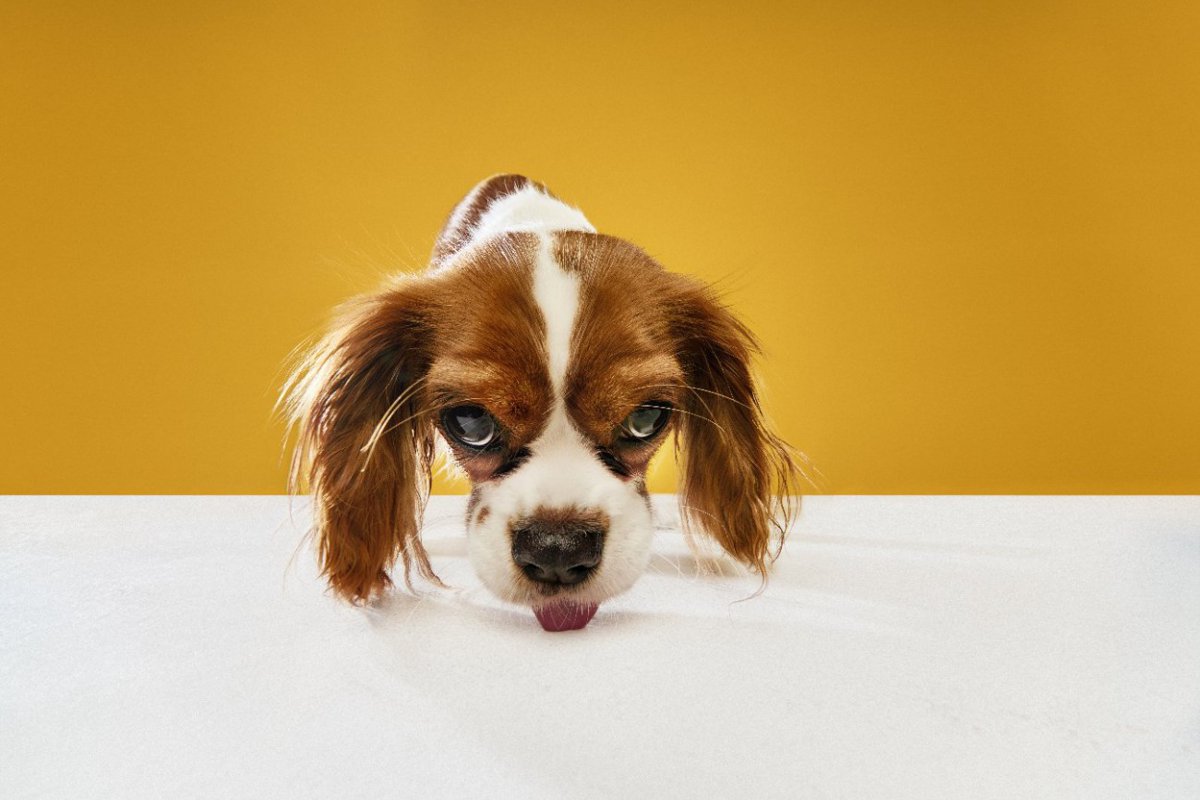 なぜ犬はウンチを食べてしまうの？食糞をする5つの原因と改善するためにすべきこととは？