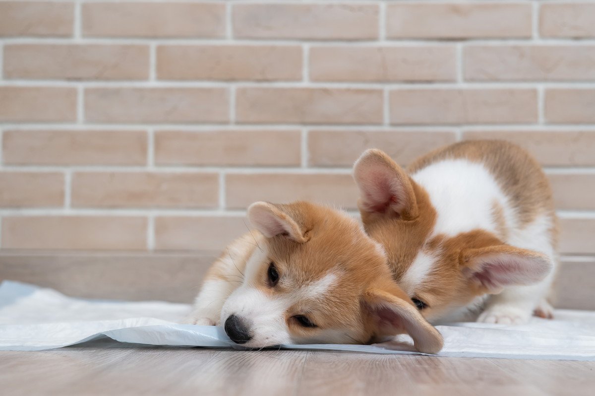 犬がトイレシーツの上で寝る心理とは？３つのワケとやめさせる対処法を解説
