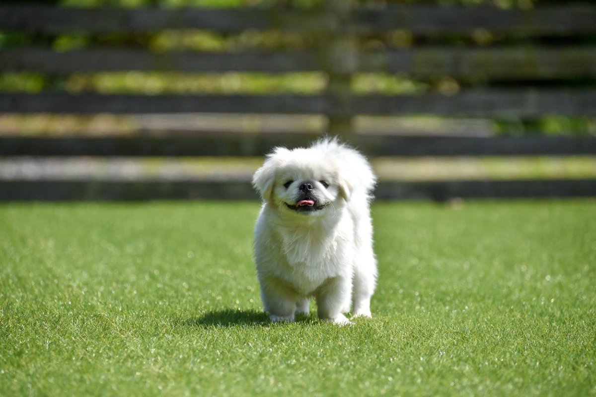 『運動量』が少ない犬種4選！犬種に合わせた運動を