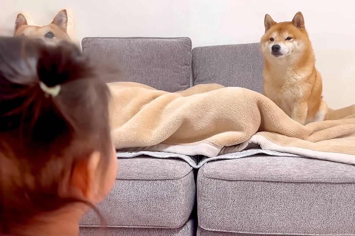 寝ているパパを守っている柴犬→1歳の女の子と大型犬も近づきたくて…タッグを組んで『抗議をする光景』が18万再生「賢すぎ」「優しさに感動」