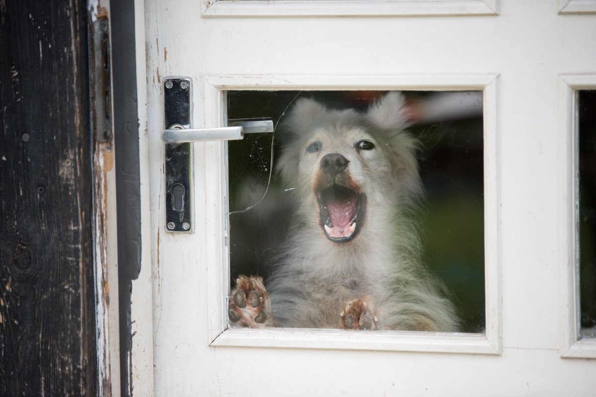 犬が『窓の外』に向かって吠える5つの理由　何を伝えようとしているの？落ち着かせる方法まで