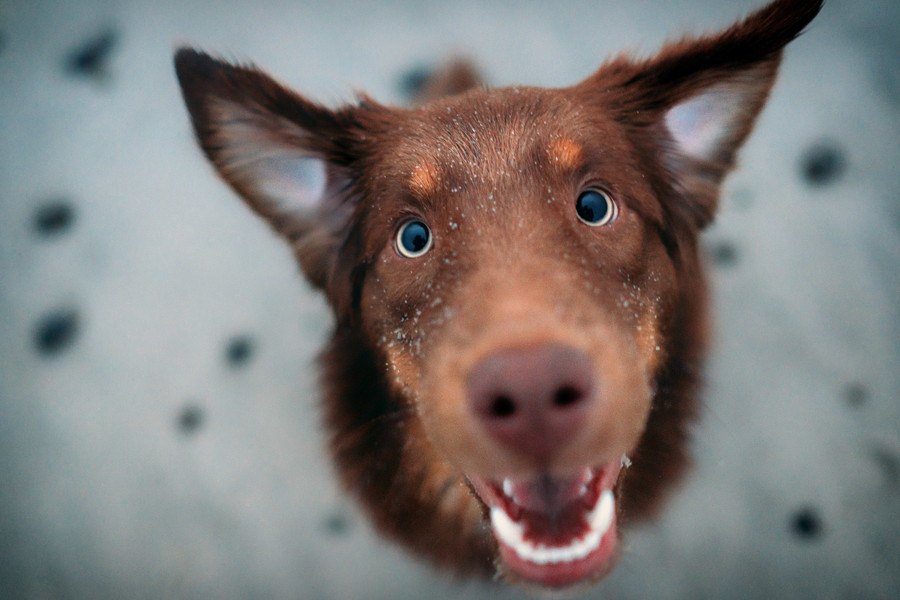 犬を褒めないとどうなる？考えられるデメリット３つ