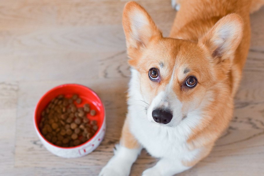 犬の病気の発見が遅れてしまう『NG生活習慣』３選