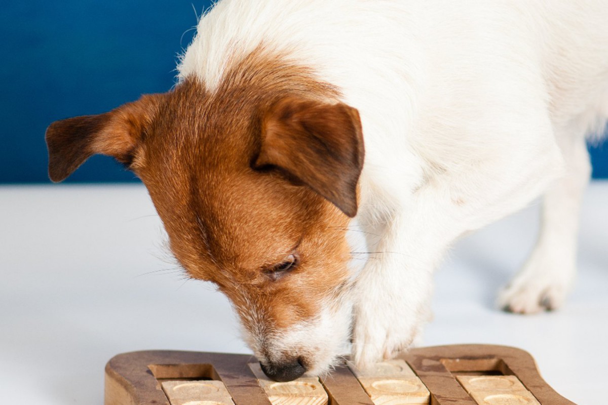 犬にも『好きな匂い』がある！3つの香りと注意すべきこと