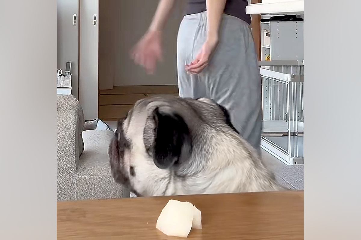 『梨を食べちゃダメだよ、ちょっと待っててね』と犬に伝え、別室に行った結果→思わず笑う『三度見』と結末が162万再生「かわええ」「期待通り」