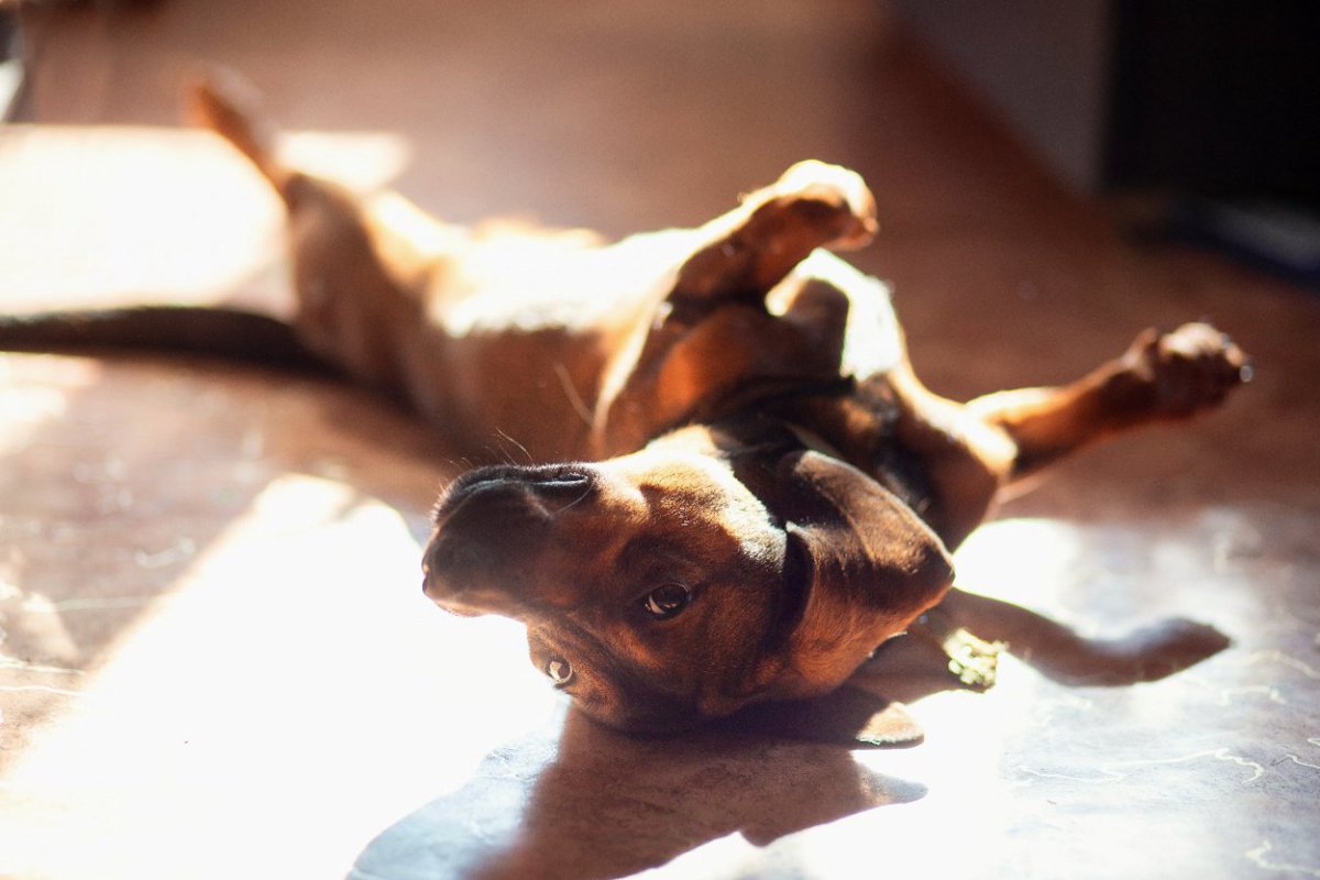 犬が『飼い主の前で転がる』心理5選　目の前で寝転んでいるときに飼い主がすべき行動とは？