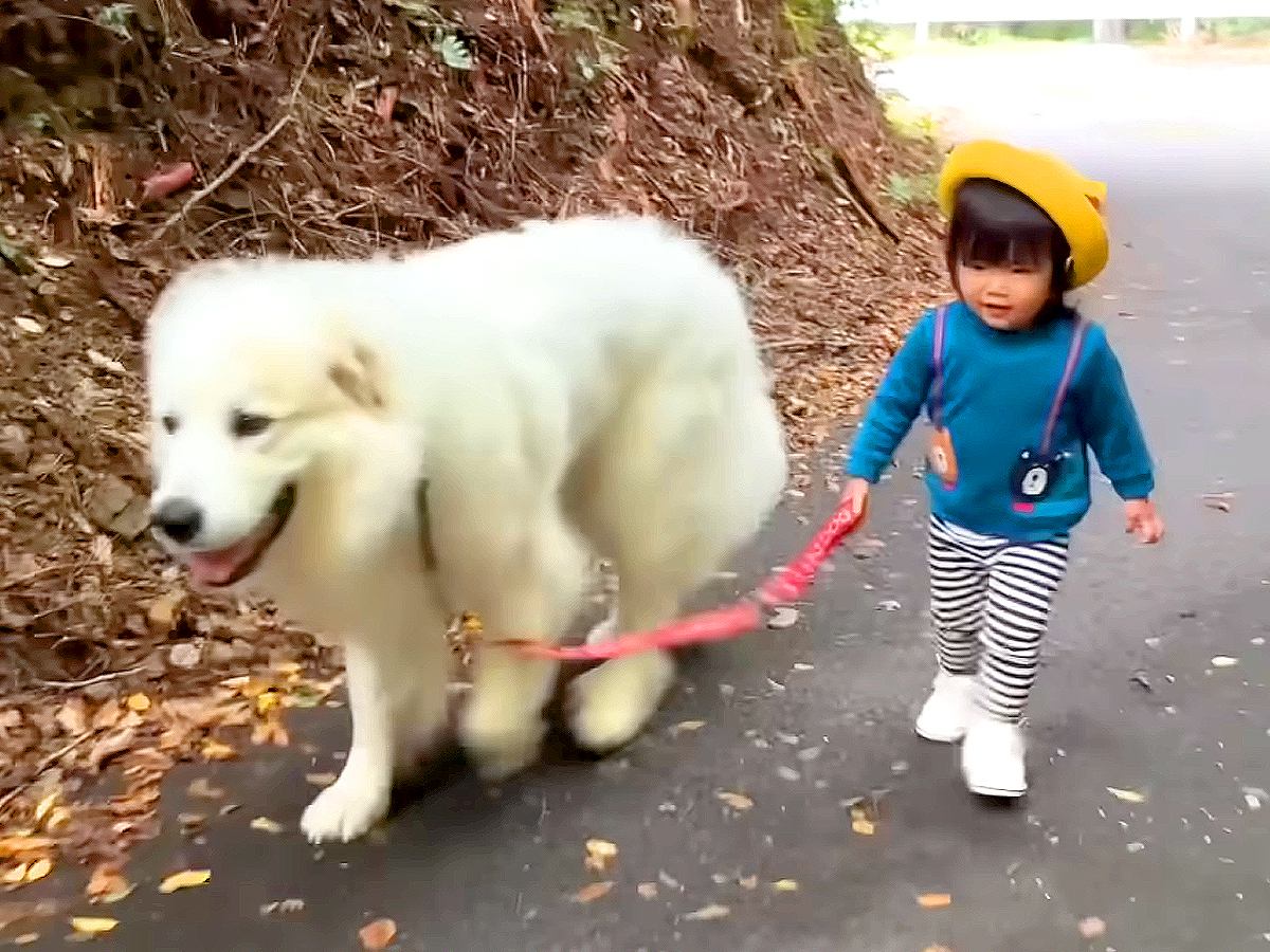 2歳の女の子が『自分の5倍の大きさの超大型犬』を散歩したら…『まさかの光景』が12万再生の反響「足腰強くなりそう」「無限のスタミナ」