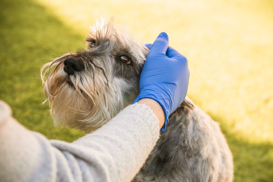 犬にしてはいけないＮＧな触り方４選！こんなスキンシップは嫌かも？