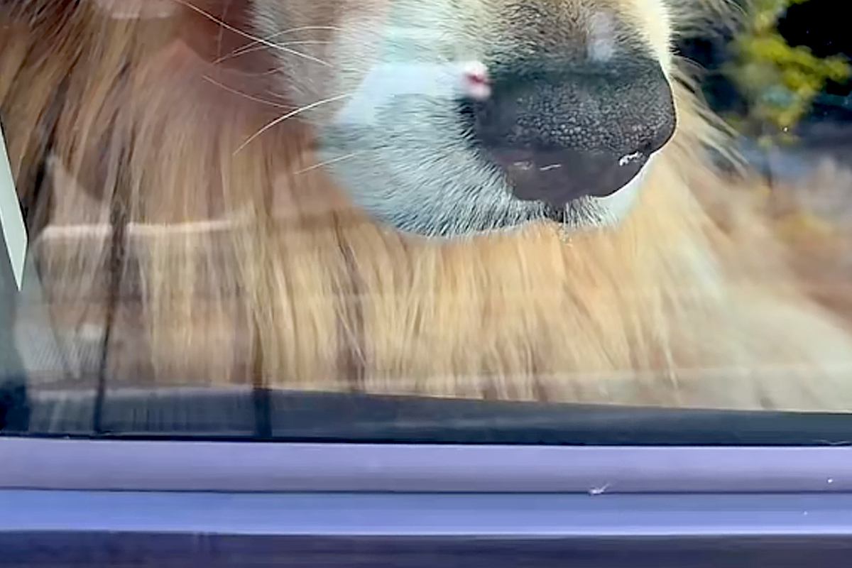 10分間、買い物に行くため『車で大型犬に待ってもらった』結果→戻ると『運転席』にいて…まさかの『ふてくされ』に反響「可愛いｗ」「癒される」